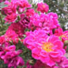 isabelle_autumn
